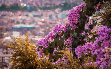 Bougainvillea blooming on a bright sunny day. 