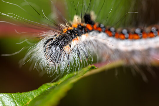 Hairy caterpillar on a plant close-up.
