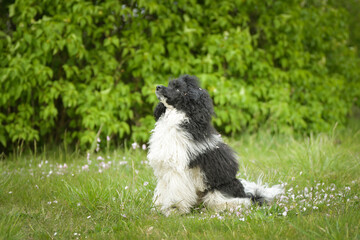 Portrait of black poodle in pink leaves of flowers. He loves doing model for photographers.