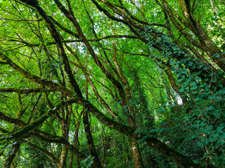 Trees overgrown with greenery in the forest.