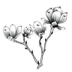 Black-and-white branch of a magnolia vector graphics. For use in greeting design