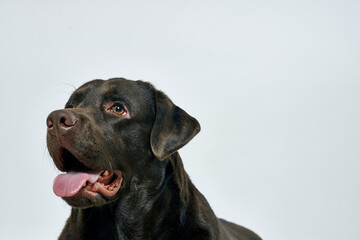 Fototapeta premium purebred dog on a light background pet cropped view close-up