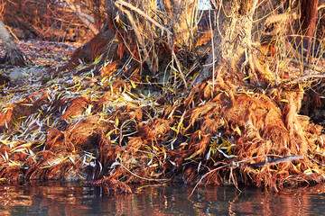 Root of weeping willow in autumn yellow leaves. Close Up