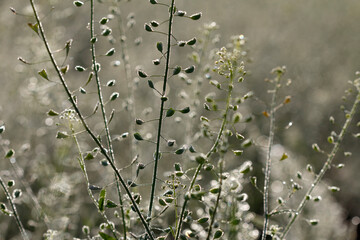 Drops in the grass, morning
