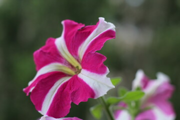 multicolor Petunia on the balcony close-up. Flower 's balcony decor home concept.