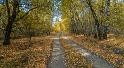 Dirt road covered with fallen leaves leading through the autumn forest