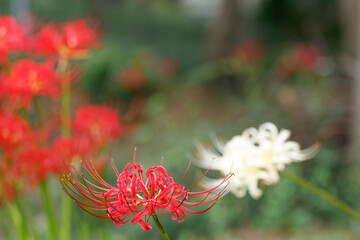 森の入り口に咲く赤と白の彼岸花