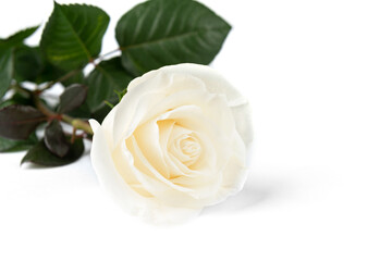 White roses isolated on white background.