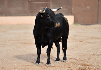 spanish black bull with big horns