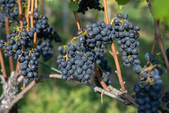 A Grapes in autumn just before harvest