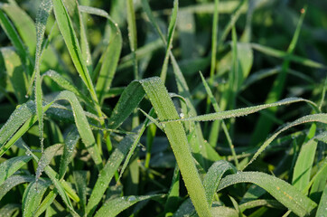 MORNING DEW DROPS - Wet leaves in wetlands in the sunshine
