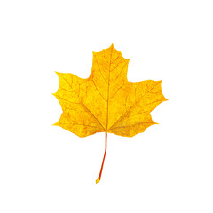 Top view of bright yellow and orange autumn leaves in fall for card design isolated on white background.