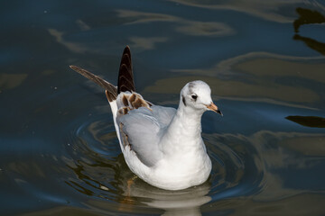 Black-headed Gull swimming in Ifield Mill pond