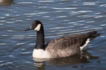 Canada goose swimming in Ifield Mill pond