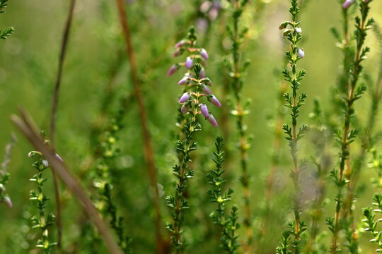 Heather (Calluna) is a monotypic genus of flowering plants of the Heather family. The only species is Common Veresk (Latin Calluna vulg&aacute;ris).