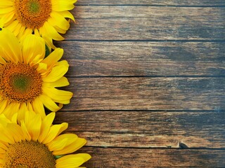 three bright sunflowers on wooden dark background