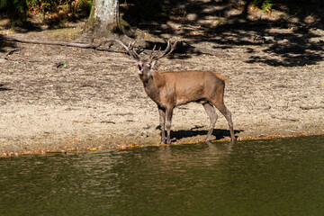 deer in the water