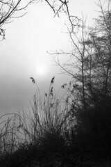 morning in the forest