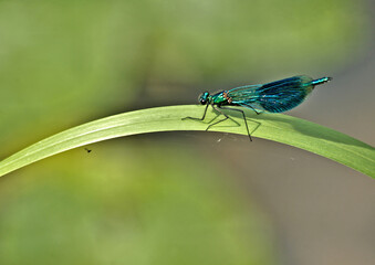 dragonfly on a leaf
