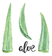 Watercolor medicinal herbs illustration. Aloe botany