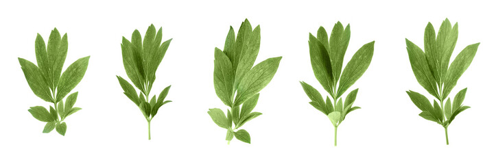 Fototapeta premium Set of green peony leaves on white background. Banner design