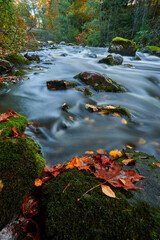 Autumn leaves on the rock