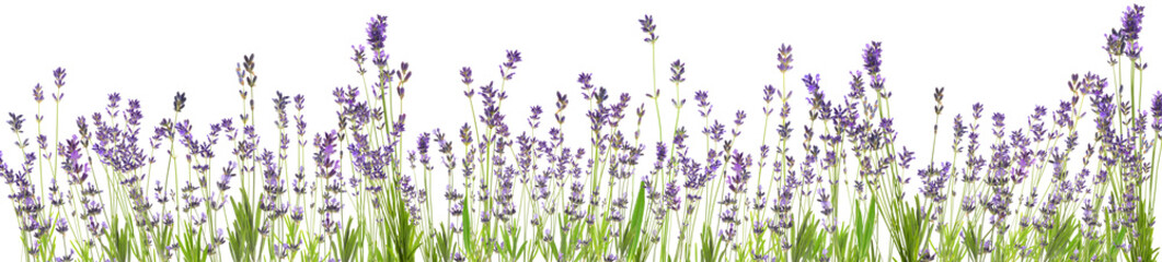 Beautiful lavender flowers on white background. Banner design