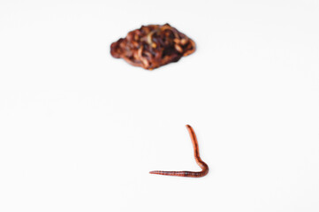 rainworm moving away from group of worms