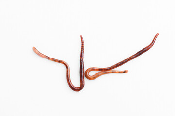 two long rainworms