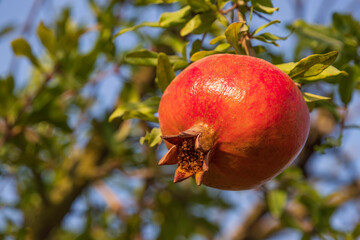 Ripe pomegranate fruit with rain drops on a tree branch close-up