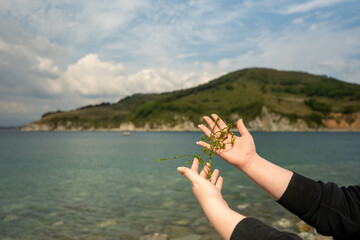 Green seaweed in the hands of a girl
