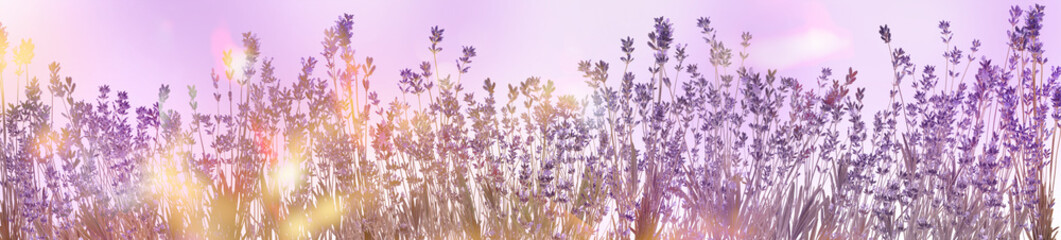 Beautiful sunlit lavender flowers outdoors. Banner design © New Africa