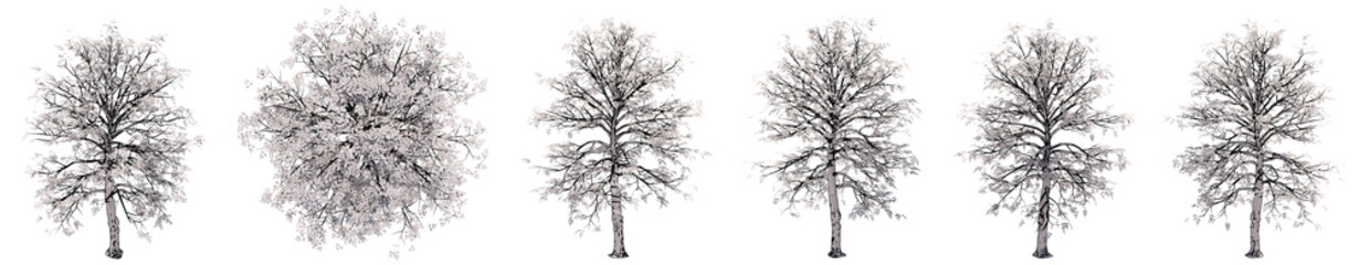 Obraz na płótnie Canvas Set or collection of drawings of trees isolated on white background . Concept or conceptual 3d illustration for nature, ecology and conservation, strength and endurance, force and life