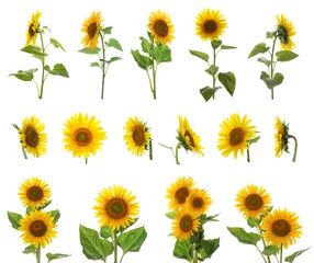 Foto op Canvas Set of bright sunflowers on white background © New Africa