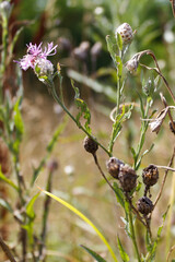 Purple fluffy wildflowers with blurred nature background.