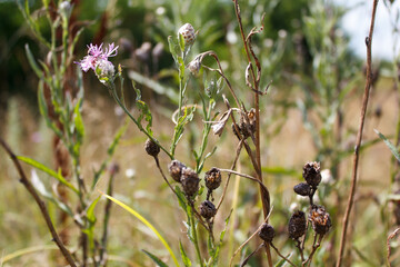 Purple fluffy wildflowers with blurred nature background.