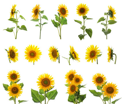 Set of bright sunflowers on white background