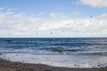 wild white sea gull ocean sea bird flying over sea the wing show freedom of life white blue tone nature seascape
