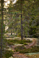 Footpath in the forest