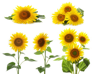 Set of bright sunflowers on white background