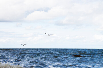 Fototapeta na wymiar wild white sea gull ocean sea bird flying over sea the wing show freedom of life white blue tone nature seascape