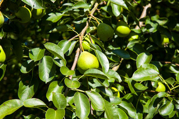Ripe pear fruit on a tree in the garden. Autumn pear harvest