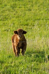 portrait of higland veal in pasture