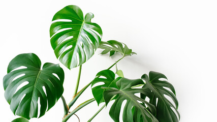 Monstera deliciosa or Swiss cheese plant on a white background. Monstera in a modern interior, the concept of minimalism and scandy style. A beautiful combination of colors: green and white.