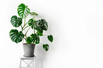 Foto op Plexiglas Monstera deliciosa or Swiss cheese plant in a gray concrete flower pot stands on a white pedestal on a white background. Hipster scandinavian style room interior. Empty white wall and copy space. © kseniaso
