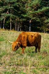 portrait of higland cow in pasture