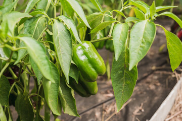 green peppers ripen on a plant/agriculture green pepper ripens on a plant on a sunny day