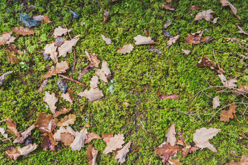 leaves yellowed in autumn on green grass/leaves yellowed in autumn on green grass. Top view
