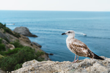 A Seagull sits on a rock against the blue sea.