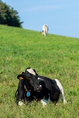 portrait of holstein cow in pasture